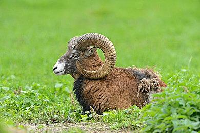 《鬼武者：剑之道》新截图 拥有鬼之笼手的强敌